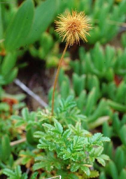 Foto: Acena