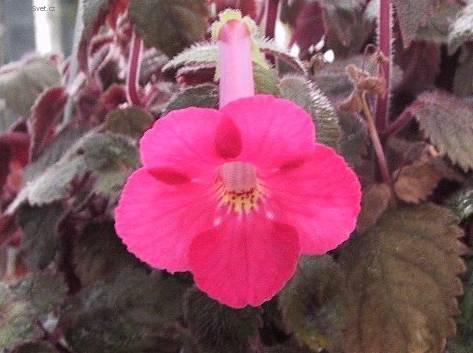 Foto: Achimenes, Honz�k, K�iv�tka