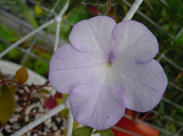Foto: Achimenes, Honz�k, K�iv�tka