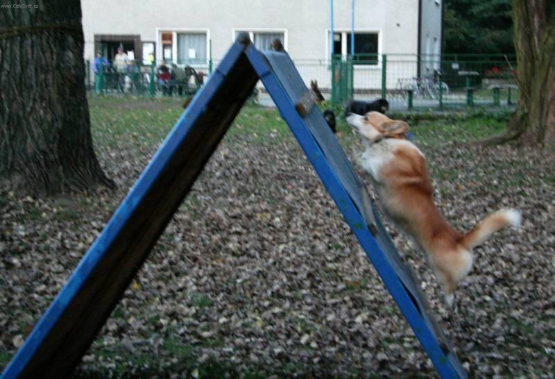 Foto: Agility-Darney - Welsh Corgi Pembroke. 