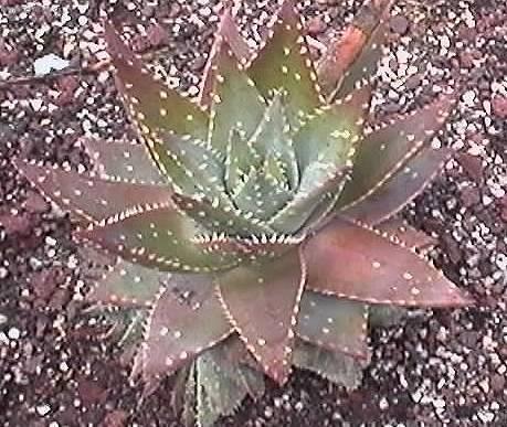 Foto: Aloe vera