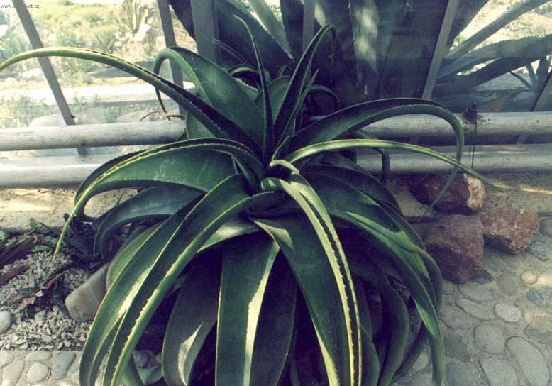 Foto: Aloe vera