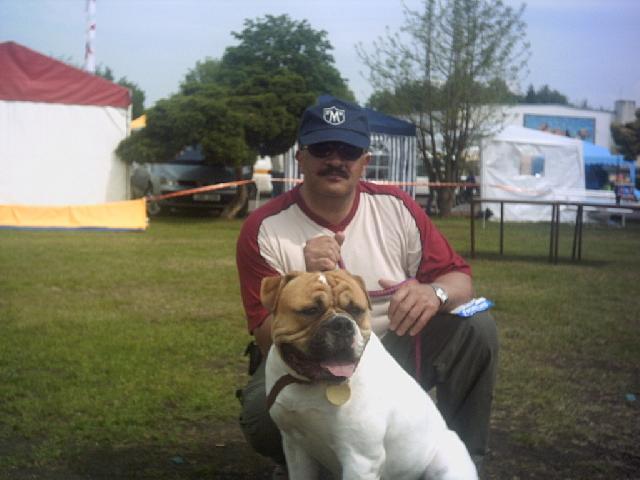 Fotky: Americk� bulldog (foto, obrazky)