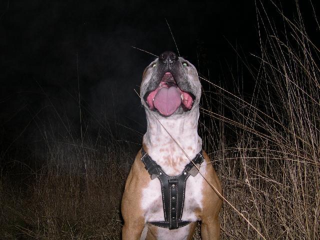 Fotky: Americk� pitbull teri�r (foto, obrazky)
