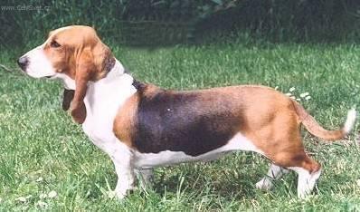 Fotky: Art�sko-normandsk� basset (foto, obrazky)