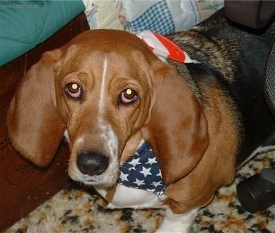 Fotky: Art�sko-normandsk� basset (foto, obrazky)