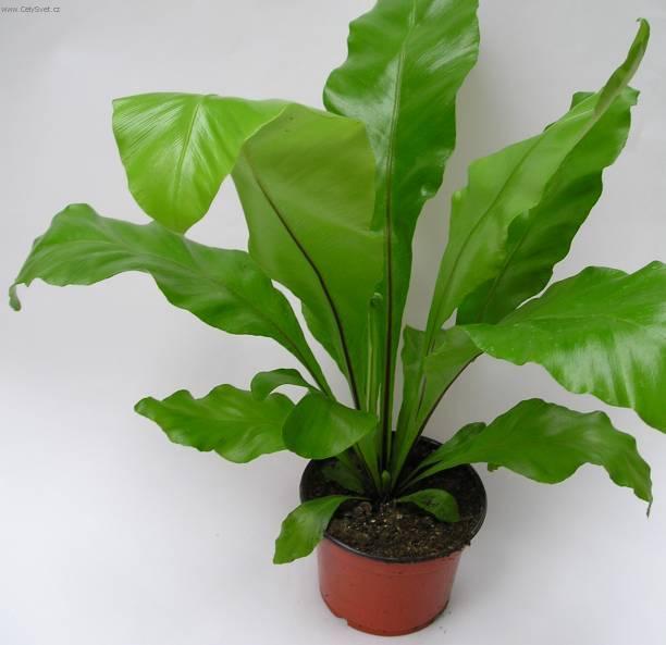 Fotky: Asplenium vlasov� (foto, obrazky)