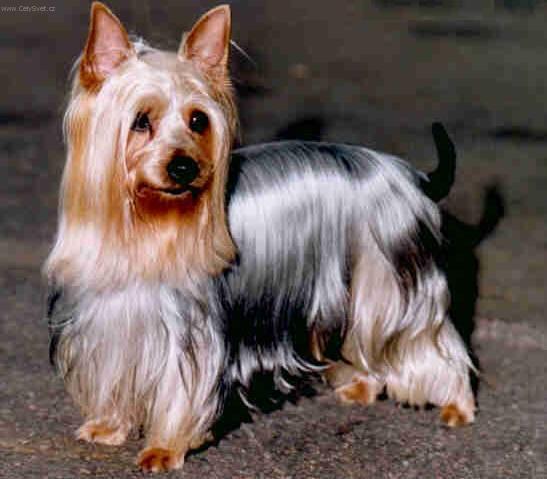 Foto: Australsk� silky teri�r