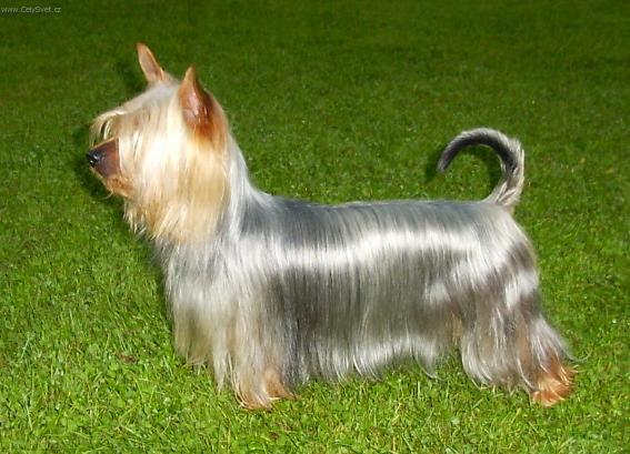 Foto: Australsk� silky teri�r-(Irma Leino) Bombix Moren Ex Bona Fide