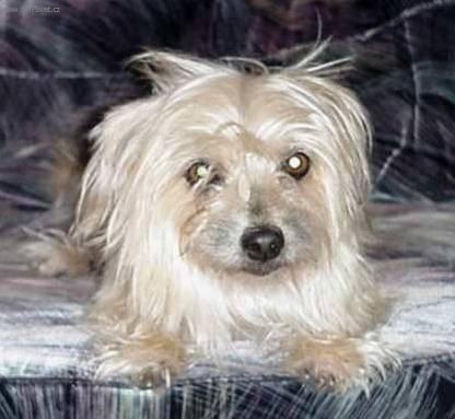 Foto: Australsk� teri�r