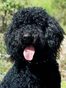 Foto: Barbet