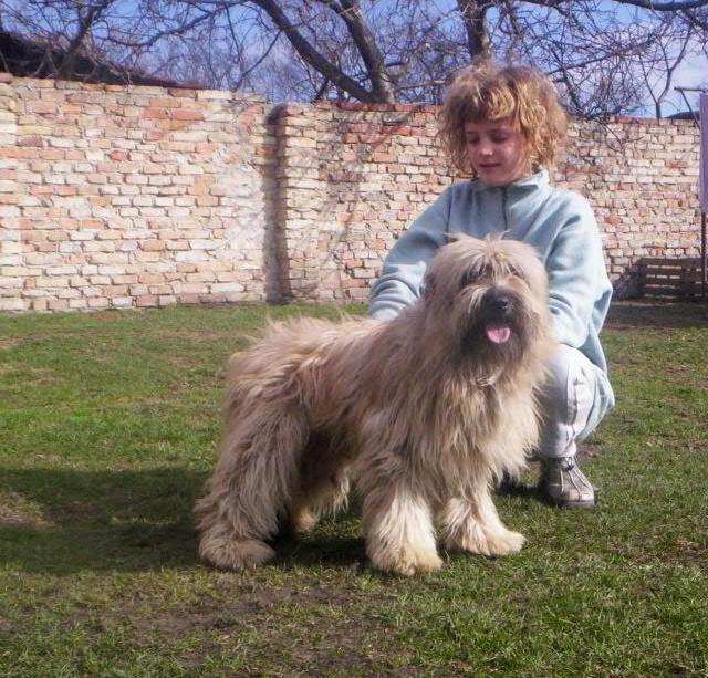 Fotky: Pyrenejsk� ov��k s dlouhou srst� (foto, obrazky)