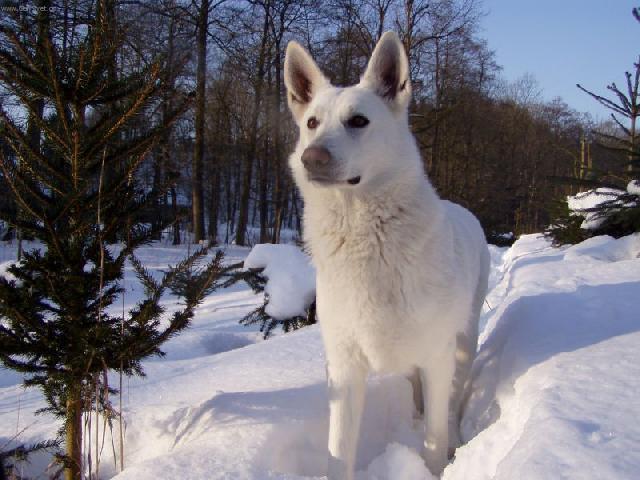 Fotky: B�l� �v�carsk� ov��k (foto, obrazky)