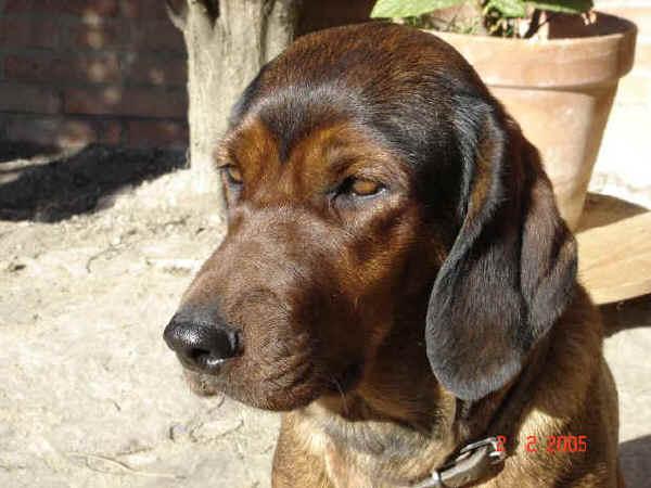 Fotky: Brak�� jezev��kovit� (foto, obrazky)