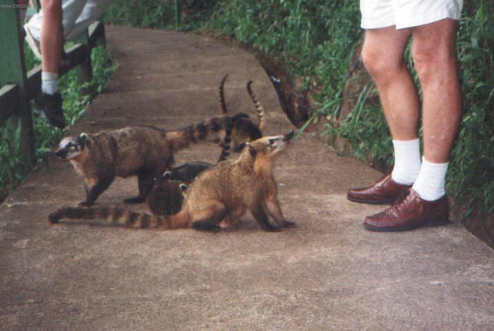 Foto: Braz�lie-Nos�l� rodinka ve Foz do Iguazu