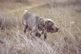 Fotky: Burgosk� perdiquero (foto, obrazky)