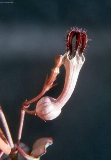 Fotky: Cerop�gie (foto, obrazky)
