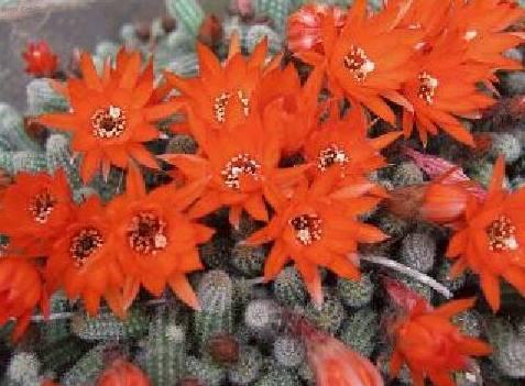 Foto: Chamecereus