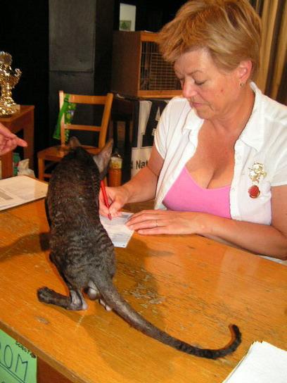 Foto: Cornish Rex-CHS: z Valimaru *Cz