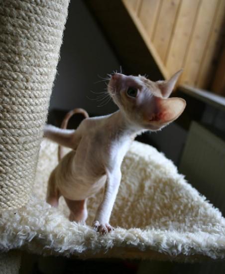Foto: Cornish Rex-CHS: z Valimaru *Cz