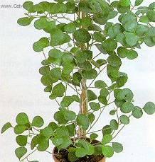 Foto: Fikus deltodea