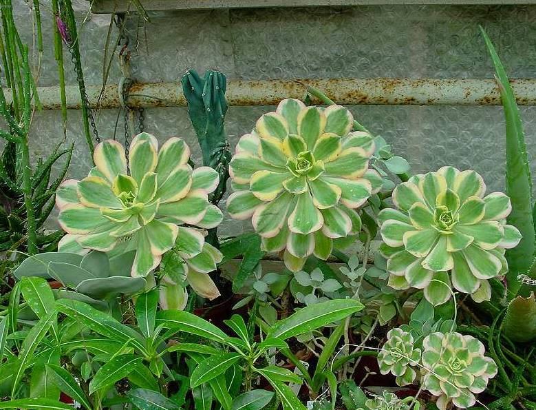 Foto: Eonium drobnolist�