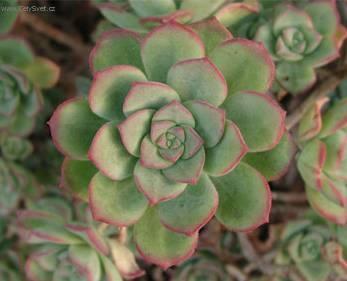 Fotky: Eonium drobnolist� (foto, obrazky)
