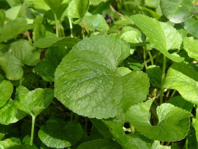 Foto: Fialka (violka) Vonn�