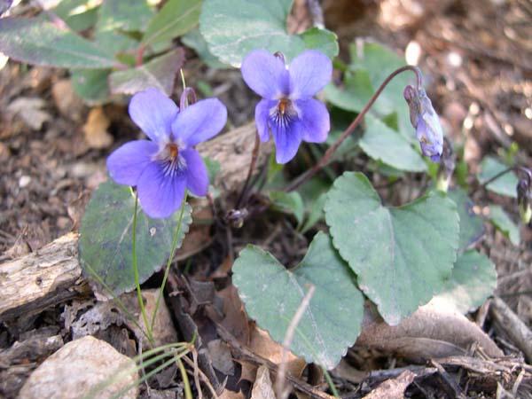 Foto: Fialka (violka) Vonn�