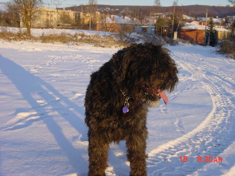 Foto: Flandersk� bouvier-Majitel: Milda