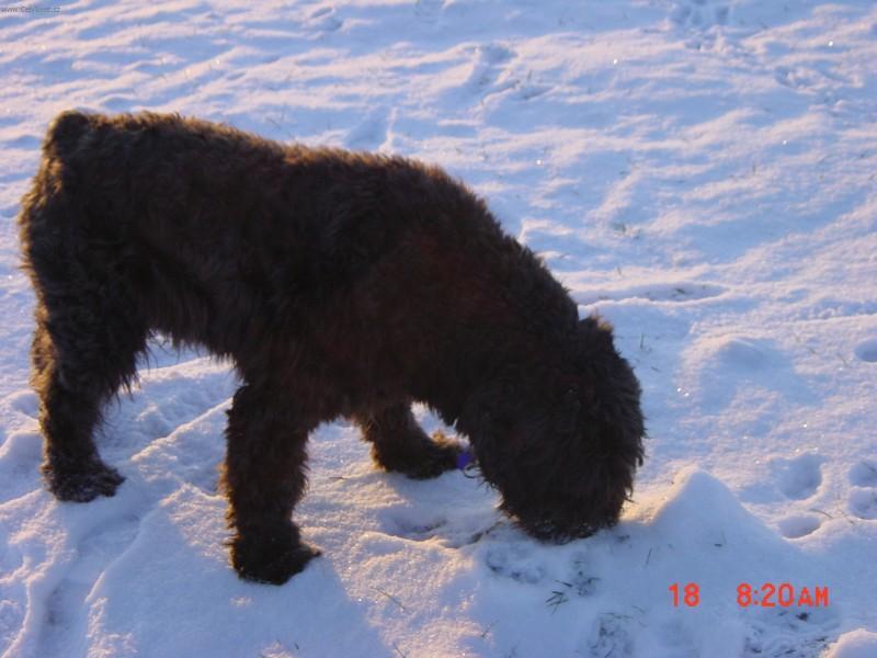 Foto: Flandersk� bouvier-Majitel: Milda