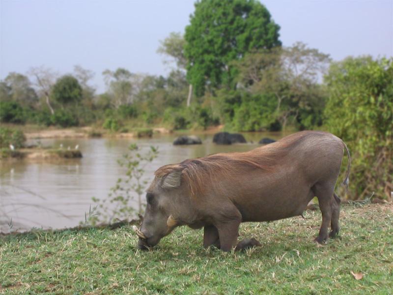 Foto: Ghana-Lovi