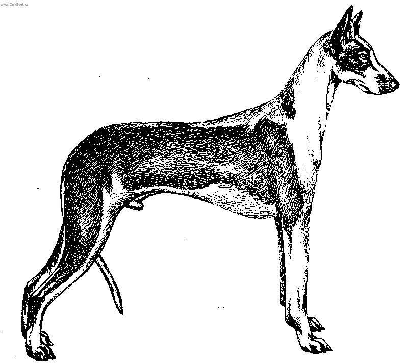 Fotky: Ibizsk� podenco (foto, obrazky)