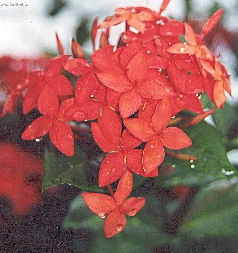 Fotky: Ixora �arlatov� (foto, obrazky)