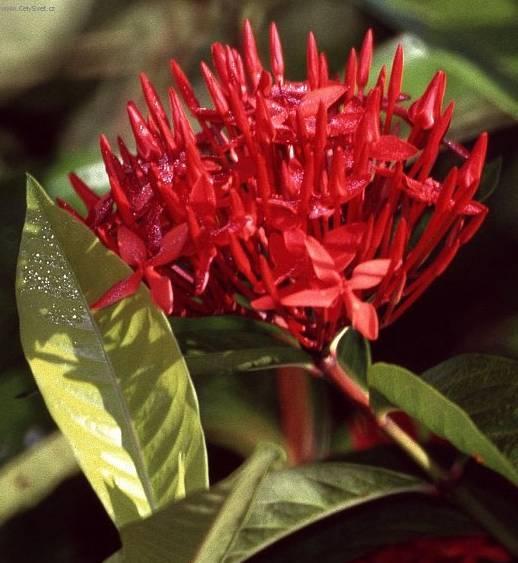 Fotky: Ixora �arlatov� (foto, obrazky)