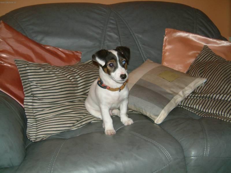 Fotky: Jack Russel�v Teri�r (foto, obrazky)