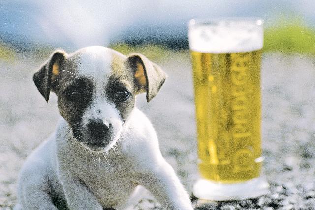 Fotky: Jack Russel�v Teri�r (foto, obrazky)