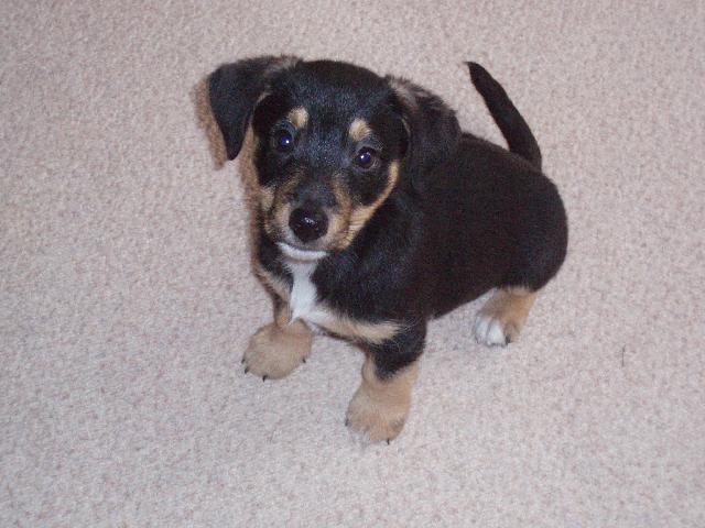 Fotky: Jack Russel�v Teri�r (foto, obrazky)
