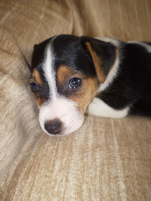 Fotky: Jack Russel�v Teri�r (foto, obrazky)