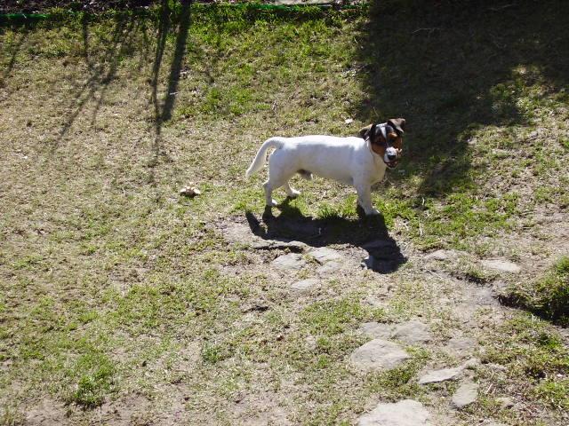 Fotky: Jack Russel�v Teri�r (foto, obrazky)