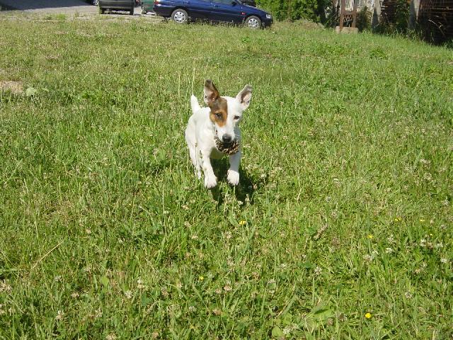 Fotky: Jack Russel�v Teri�r (foto, obrazky)
