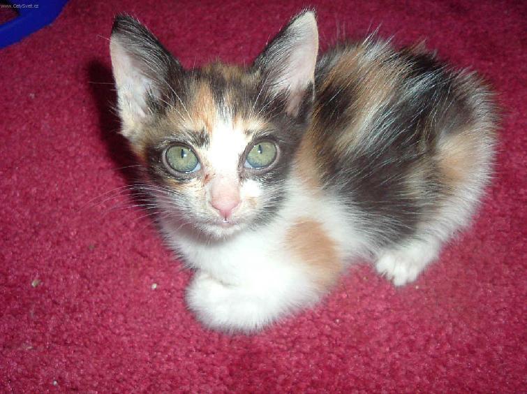 Foto: Japonsk� bobtail