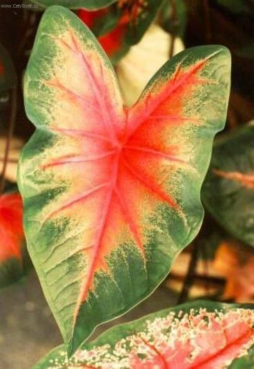 Fotky: Kaladium, ��ovn�k (foto, obrazky)
