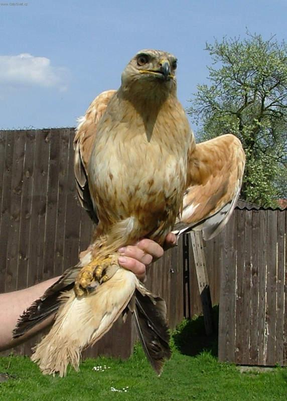 Fotky: K�n� b�lochvost� (Buteo rufinus) (foto, obrazky)
