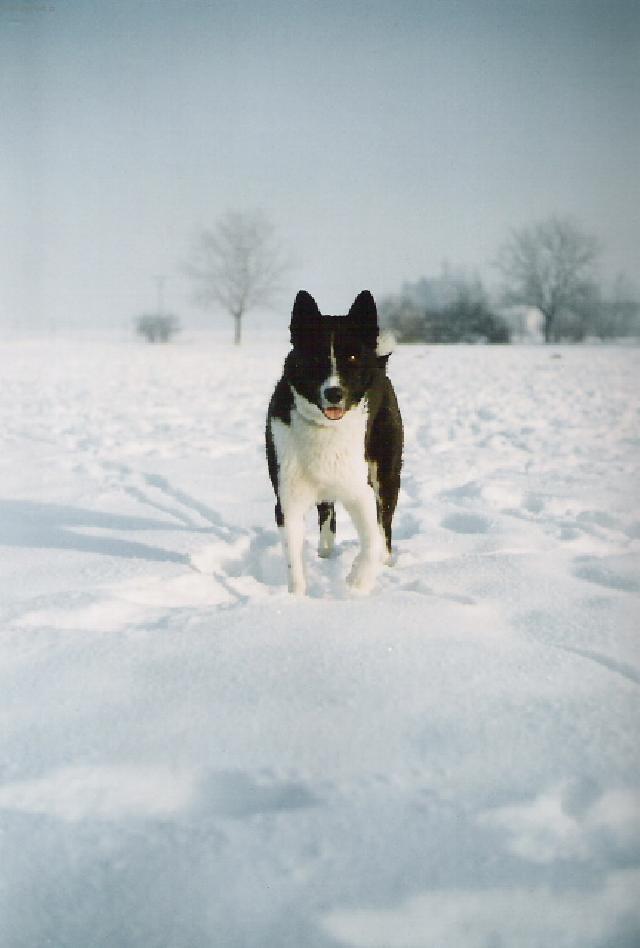 Fotky: Karelsk� medv�d� pes (foto, obrazky)