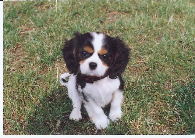 Fotky: Kaval�r King Charles �pan�l (foto, obrazky)
