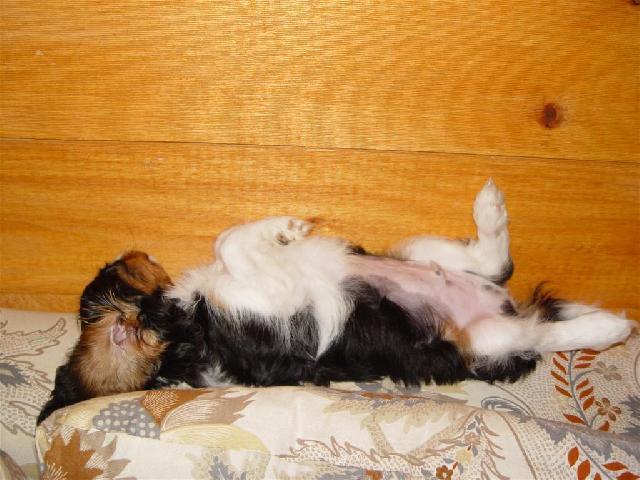 Fotky: Kaval�r King Charles �pan�l (foto, obrazky)