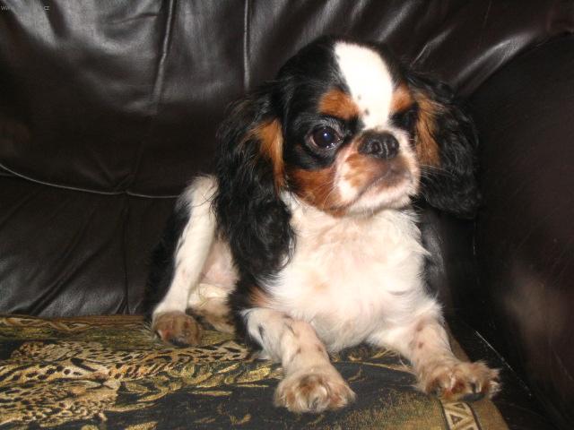 Fotky: Kaval�r King Charles �pan�l (foto, obrazky)
