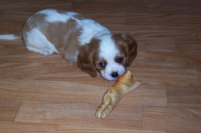 Fotky: Kaval�r King Charles �pan�l (foto, obrazky)