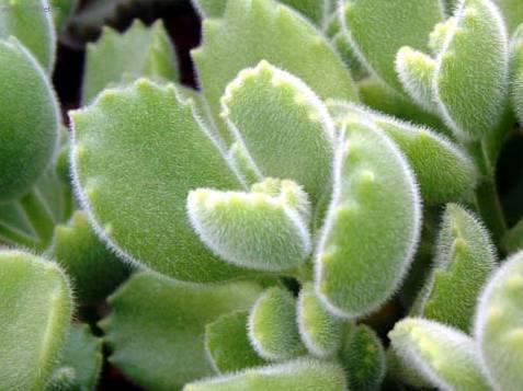 Foto: Kotyledon
